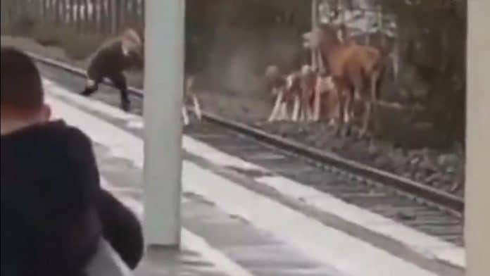 Oise - un cerf traqué par des chasseurs en plein milieu de la gare de Chantilly - VIDEO