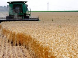 L' Algérie achète un million de tonne de blé en provenance à majorité de la France