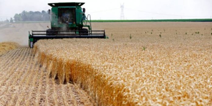 L' Algérie achète un million de tonne de blé en provenance à majorité de la France