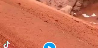 Arabie saoudite le désert recouvert de neige et d’une fine couche de sable - VIDEO
