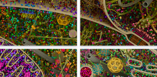 Découvrez les images les plus détaillés d'une cellule humaine à ce jour