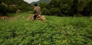 Le Maroc annonce la légalisation du cannabis la semaine prochaine