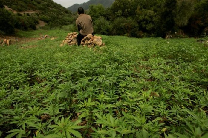 Le Maroc annonce la légalisation du cannabis la semaine prochaine