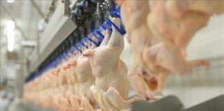 Le gouvernement interdit l’abattage rituel halal des volailles à partir de juillet 2021 