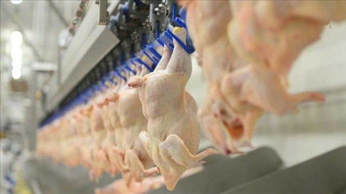 Le gouvernement interdit l’abattage rituel halal des volailles à partir de juillet 2021 