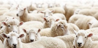 Quel jour aura lieu la fête de l’Aïd al-Adha en France ?