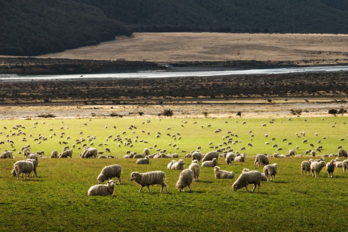 Aïd Al Adha 2021 - 4 conseils à lire avant d’acheter son mouton