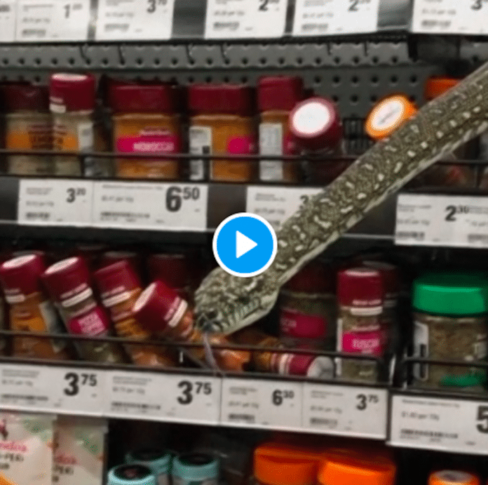 Australie une femme se retrouve face à un serpent de 3 mètres dans un supermarché - VIDEO