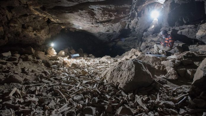 Des scientifiques découvrent des milliers d'ossements d'animaux et d'humains dans une grotte d'Arabie saoudite