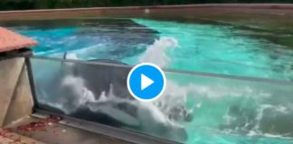 Canada Après 40 ans de captivité, la baleine Kiska tente de se suicider - VIDEO