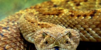 Sarthe une femme se retrouve face à un serpent sous sa douche