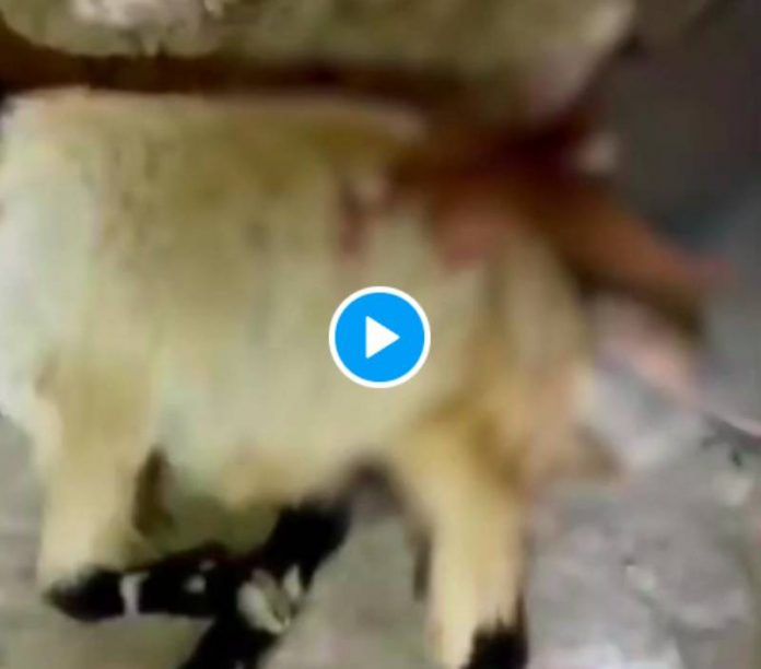 Des colons israéliens poignardent des moutons appartenant à un fermier palestinien - VIDEO (1)