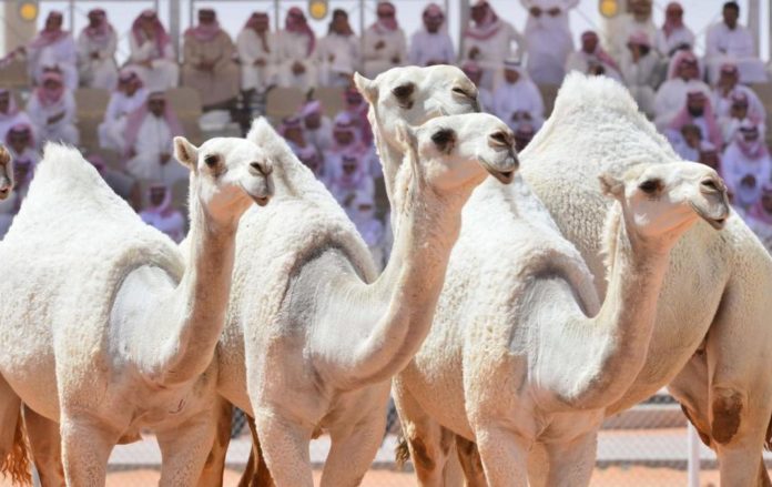 Arabie saoudite - Plus de 40 chameaux disqualifiés d’un  «concours de beauté» pour s’être fait injecter du Botox2