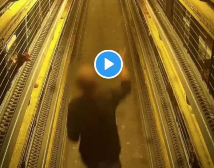 Deux-sèvres : une vidéo révèle les violences atroces subies par des volailles dans un abattoir - VIDEO