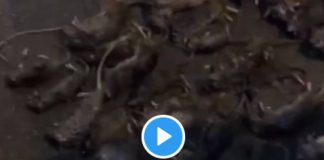 Argenteuil des jeunes tuent plus de 64 rats qui ont envahi leur résidence - VIDEO