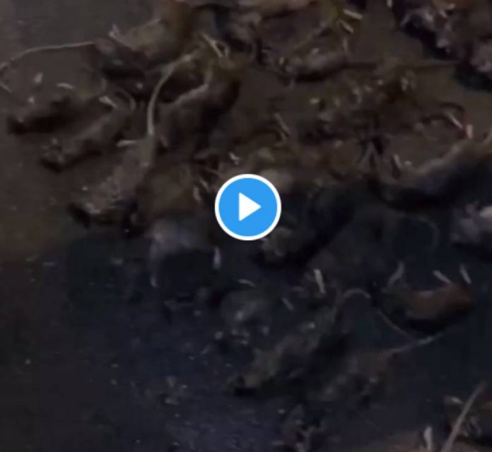Argenteuil des jeunes tuent plus de 64 rats qui ont envahi leur résidence - VIDEO