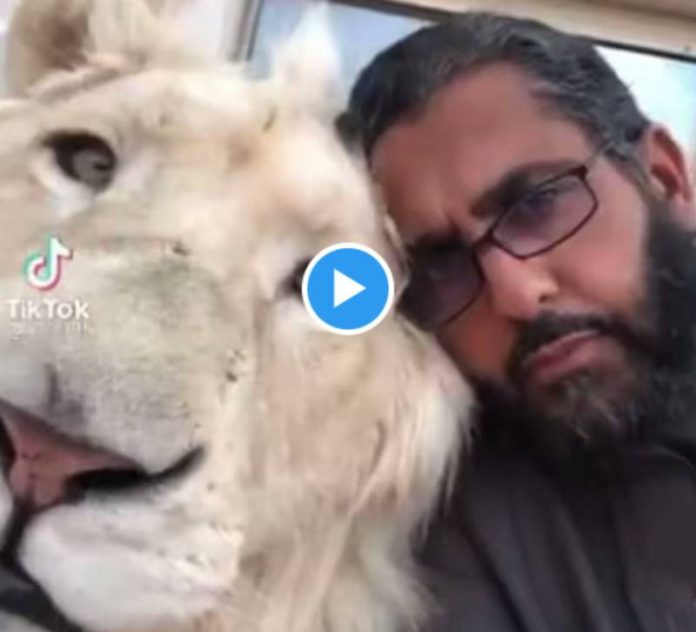 Un homme attaqué par un lion se met le frapper - VIDEO