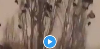 Turquie des oiseaux ont un comportement étrange avant le terrible séisme - VIDEO