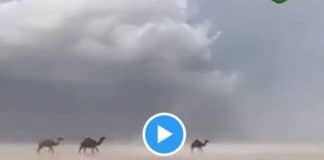 Des torrents d’eaux inondent le désert d'Arabie saoudite - VIDEO