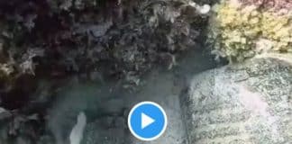 Un Coran intact retrouve dans l’Ocean à 18 mètres de profondeur - VIDEO