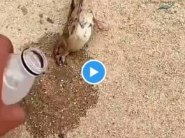 Arabie saoudite un homme étanche la soif d’un petit oiseau inconscient - VIDEO