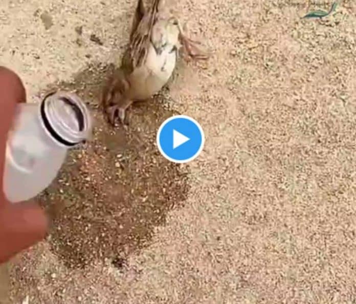 Arabie saoudite un homme étanche la soif d’un petit oiseau inconscient - VIDEO
