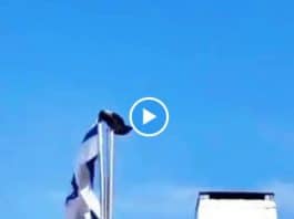 Palestine un oiseau arrache le drapeau israélien avec son bec - VIDEO
