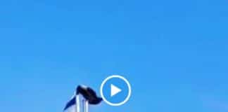 Palestine un oiseau arrache le drapeau israélien avec son bec - VIDEO