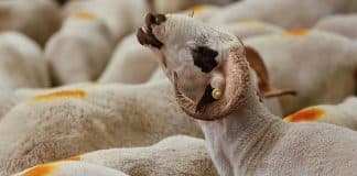 Béziers - un retraité condamné pour avoir élevé 115 moutons destinés à la fête de l’Aïd