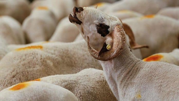 Béziers - un retraité condamné pour avoir élevé 115 moutons destinés à la fête de l’Aïd
