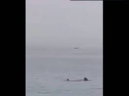 Egypte un touriste russe dévoré par un requin tigre en pleine mer
