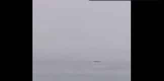Egypte un touriste russe dévoré par un requin tigre en pleine mer