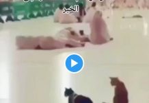 La Mecque Au moment de l’adhan, un chat réveille un pèlerin de sa sieste - VIDEO