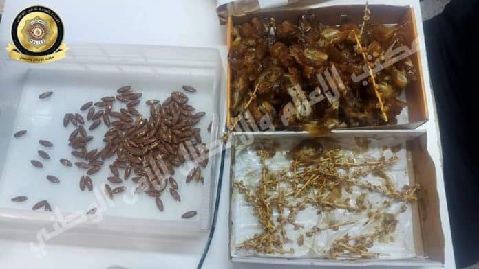 Tunisie - un homme dissimule 3 kilos d’or dans une boîte de dattes