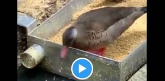 Un canard nourrit des poissons affamés seulement avec son bec - VIDEO
