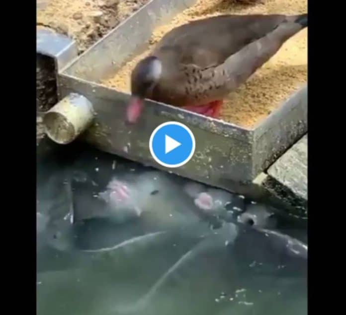 Un canard nourrit des poissons affamés seulement avec son bec - VIDEO
