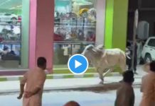 Aid al-Atha un taureau devient incontrôlable dans les rues de Riyad - VIDEO