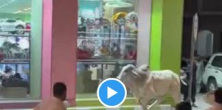 Aid al-Atha un taureau devient incontrôlable dans les rues de Riyad - VIDEO