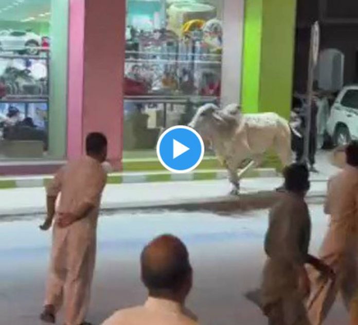 Aid al-Atha un taureau devient incontrôlable dans les rues de Riyad - VIDEO