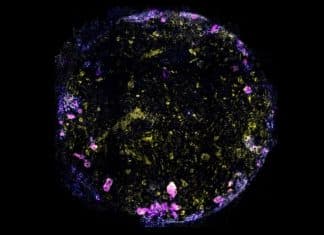 Des scientifiques créent un « poumon-sur-puce » pour étudier les maladies