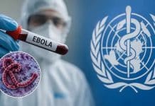 Un nouveau variant d’Ebola identifié