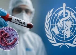 Un nouveau variant d’Ebola identifié
